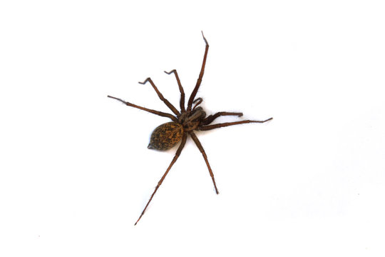 A Tegenaria Gigantea Spider or Common House Spider found in the UK