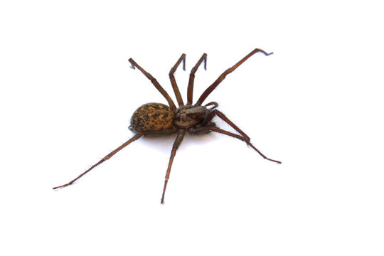 A Tegenaria Gigantea Spider or Common House Spider found in the UK