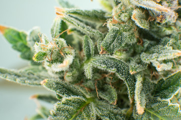 Fresh green weed In details. Macro trichomes of cannabis.