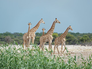 Naklejka na ściany i meble Group of giraffes in Etosha National Park, Namibia