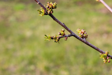 A sprig of fruit tree with blossoming young green buds on a blurry spring background