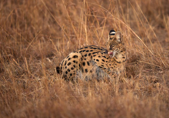 Serval Cat looking back, Masai Mara
