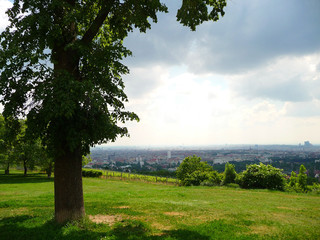 Ein Weingarten am Wilhelminenberg mit Blick über Wien.	