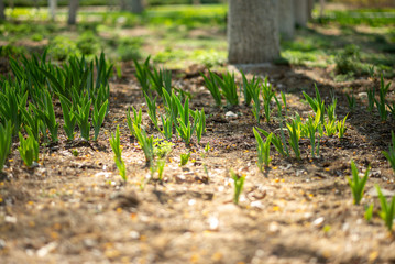 spring  tulip wood forest