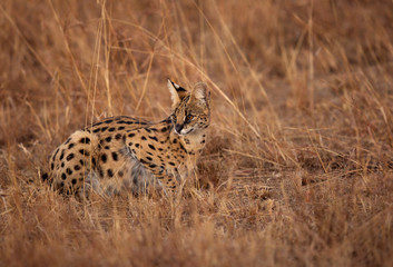 Serval Wild Cat in the grasses of Masai Mara