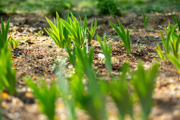 spring  tulip wood forest