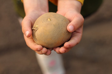 Children's hands hold a potato tuber ready for planting in the soil.