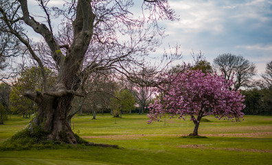 abebuia rosea tree , also called pink poui, and rosy trumpet tree blooming in a public during spring time