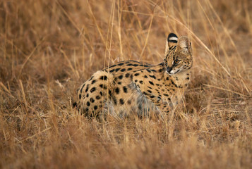 Beautiful Serval Wild Cat, Masai Mara