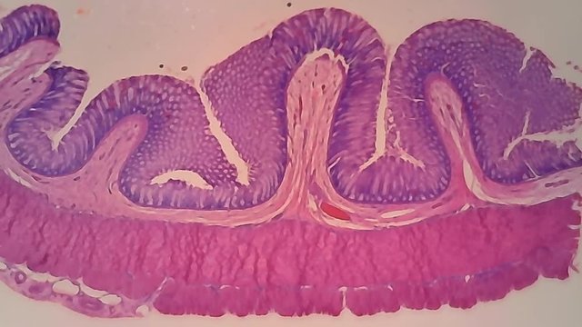 Microscope Dog Rectum Cross Section x500 Slide In L