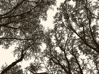 Vector illustration of trees silhouettes in cold season