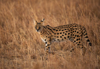 Serval Wild Cat, Masai Mara