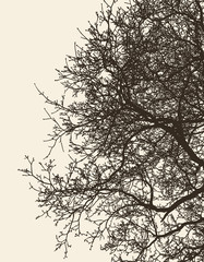 Vector image of branches deciduous tree in cold season