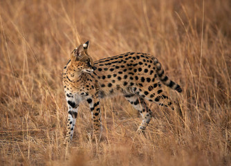 Serval Wild Cat in the Mara grassland