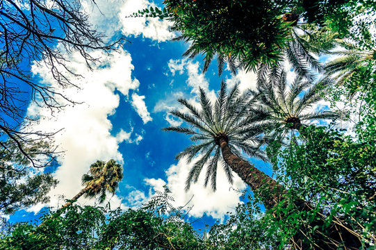 Palm trees