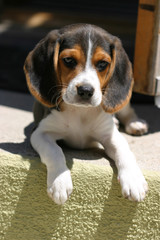 Beagle puppy sitting on a doorstep