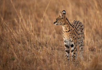 An alert Serval Wild Cat, Masai Mara