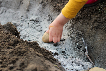 A child hand i lays potatoes in a ditch sprinkled with ash for fertilizer. The process of growing potatoes on a home garden