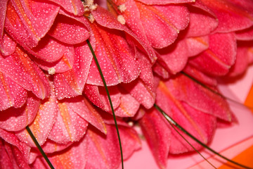 Fototapeta premium Delicate tulips with water drops. A bouquet of spring flowers.