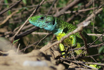 Sand Lizard in spring, Lacerta agilis