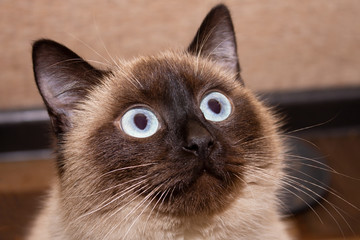 close up portrait of amazed siamese cat