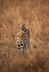 Serval Cat observing the surrounding at Masai Mara