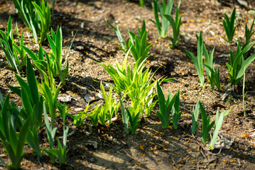 spring  tulip wood forest