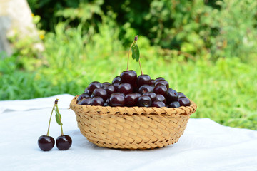 Fresh cherries from farm in a wicker basket on a white table on the background of greenery
