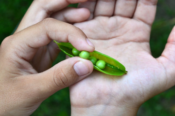 Child’s hands open a pea pod, holding a pea to eat grains