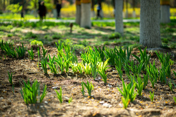 spring  tulip wood forest