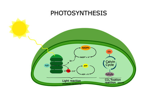 Photosynthesis Diagram Images – Browse 835 Stock Photos, Vectors, and Video  | Adobe Stock