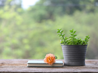 Orange rose with notebook and small green plant pot on wooden table