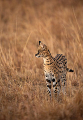 Serval Cat, Masai Mara