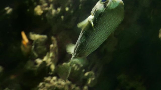 Diodon holocanthus Long-spine porcupinefish freckled porcupinefish in dark water