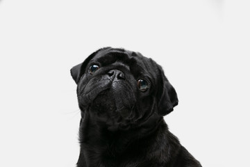 Pug-dog companion is posing. Cute playful black doggy or pet playing isolated on white studio background. Concept of motion, action, movement, pets love. Looks happy, delighted, funny.