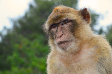 A Gibraltar based monkey looking sceptically