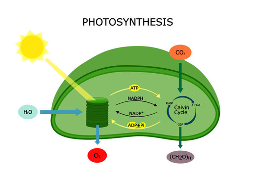 Photosynthesis in plant diagram, Chloroplast converts light energy into sugar 