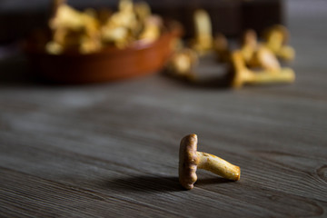 Chanterelles closeup