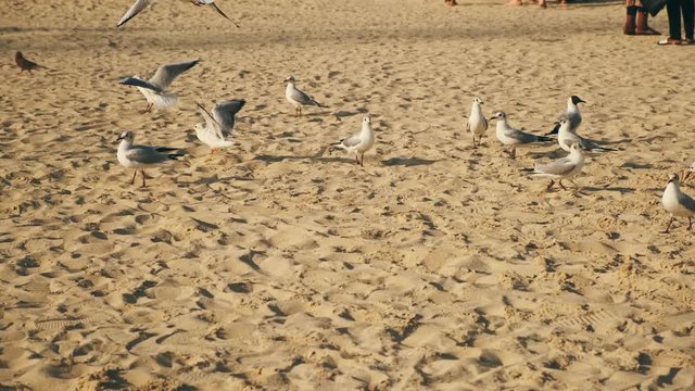 Picturesque natural landscape. Sea free white gulls fly sandy plage of Dubai Beach coastline. Beautiful flap big black wings enjoy summer day. Birds looking for food. United Arab Emirates UAE 2020 4k
