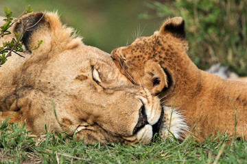 Lioness and her cub sleeping, Masai Mara