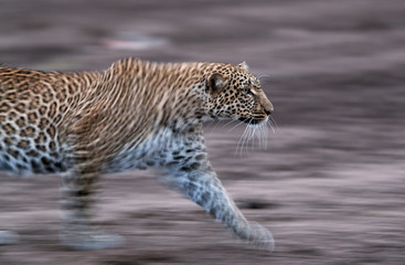 Leopard walking during dusk, a panning shot, Masai Mara
