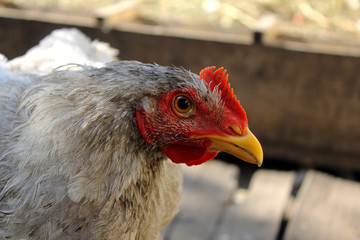 portrait of angry chicken with big eyes