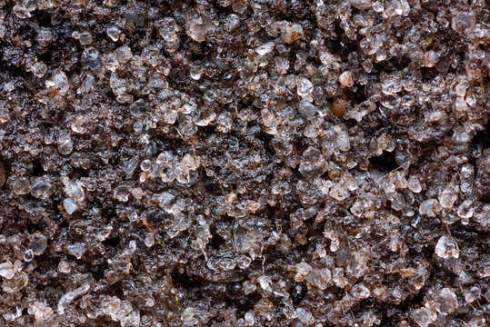 Closeup of an E horizon of a Podzol or Spodosol