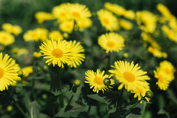 Beautiful yellow flowers in a spring garden.