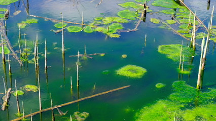
Bulrush on the lake. Dirty water.