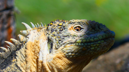 Spotted! Land Iguana, South Plaza, Galapagos