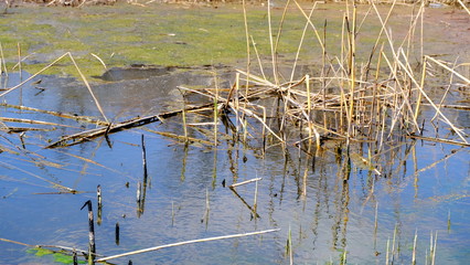 
Bulrush on the lake. Dirty water.
