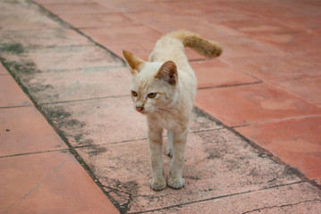 アユタヤの寺院で出会った猫, CAT, 東南アジア