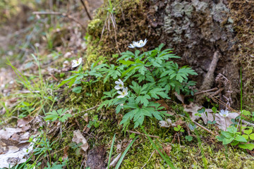 Blumen im Wald am Baumstumpf