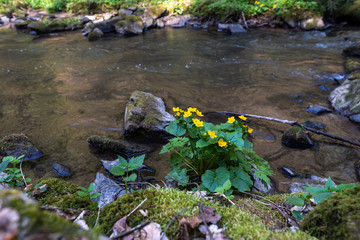 Dotterblumen am Bachrand im Perlbachtal, Mitterfels
